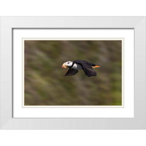 Horned puffin-Bird Island-Lake Clark National Park and Preserve-Alaska White Modern Wood Framed Art Print with Double Matting by Jones, Adam