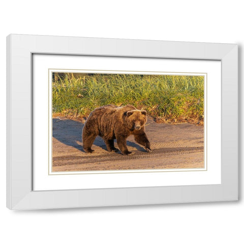 Adult grizzly bear on shoreline at sunrise-Lake Clark National Park and Preserve-Alaska White Modern Wood Framed Art Print with Double Matting by Jones, Adam