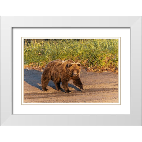 Adult grizzly bear on shoreline at sunrise-Lake Clark National Park and Preserve-Alaska White Modern Wood Framed Art Print with Double Matting by Jones, Adam
