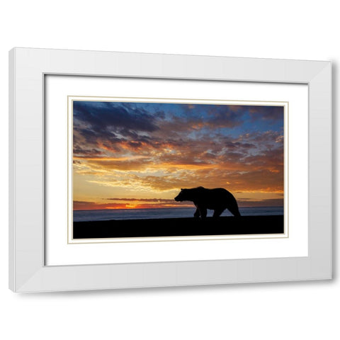 Adult grizzly bear silhouetted at sunrise-Lake Clark National Park and Preserve-Alaska White Modern Wood Framed Art Print with Double Matting by Jones, Adam