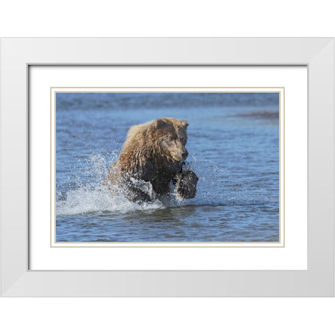Adult grizzly bear chasing fish-Lake Clark National Park and Preserve-Alaska-Silver Salmon Creek White Modern Wood Framed Art Print with Double Matting by Jones, Adam