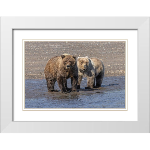 Grizzly bear cub and adult female-Lake Clark National Park and Preserve-Alaska-Silver Salmon Creek White Modern Wood Framed Art Print with Double Matting by Jones, Adam
