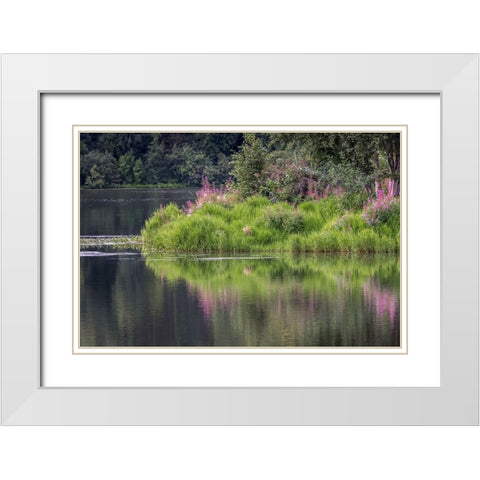 Fireweed blooming on small island in lake-Margaret Eagan Sullivan Park-Anchorage-Alaska White Modern Wood Framed Art Print with Double Matting by Jones, Adam
