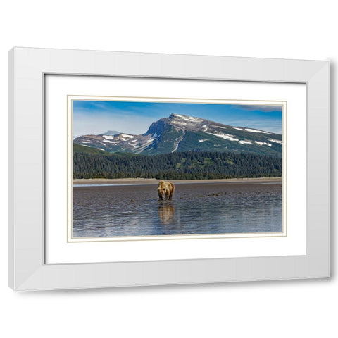 Adult female grizzly bear clamming-Lake Clark National Park and Preserve-Alaska White Modern Wood Framed Art Print with Double Matting by Jones, Adam