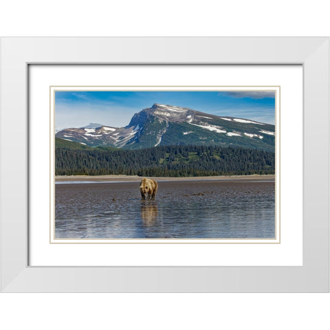 Adult female grizzly bear clamming-Lake Clark National Park and Preserve-Alaska White Modern Wood Framed Art Print with Double Matting by Jones, Adam
