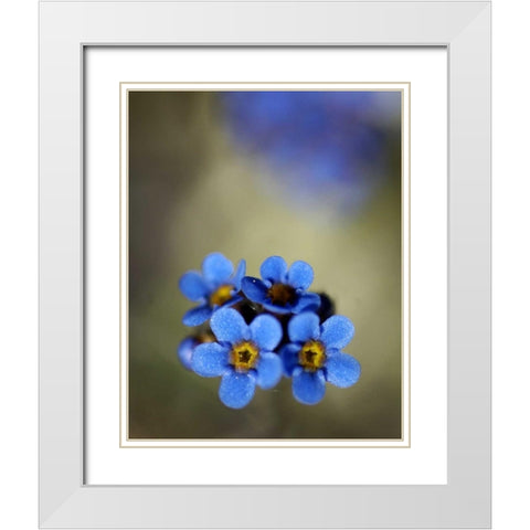 AK, Arctic NWR, Alpine forget-me-not flowers White Modern Wood Framed Art Print with Double Matting by Kirkland, Dennis