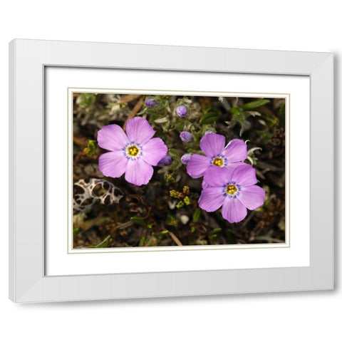 AK, Arctic NWR, Siberian flox flowers White Modern Wood Framed Art Print with Double Matting by Kirkland, Dennis