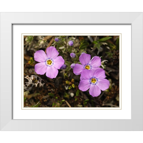 AK, Arctic NWR, Siberian flox flowers White Modern Wood Framed Art Print with Double Matting by Kirkland, Dennis