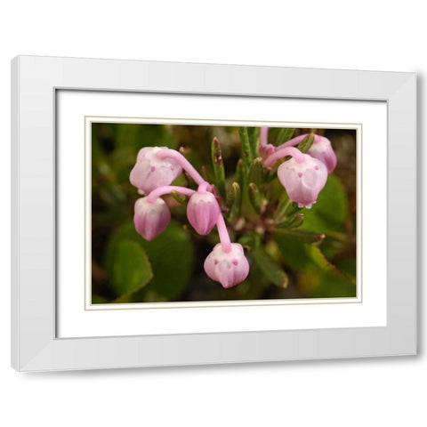 AK, Arctic NWR, Bog rosemary flowers White Modern Wood Framed Art Print with Double Matting by Kirkland, Dennis