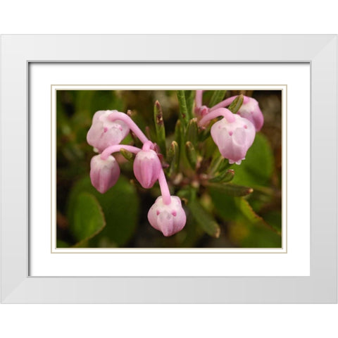 AK, Arctic NWR, Bog rosemary flowers White Modern Wood Framed Art Print with Double Matting by Kirkland, Dennis