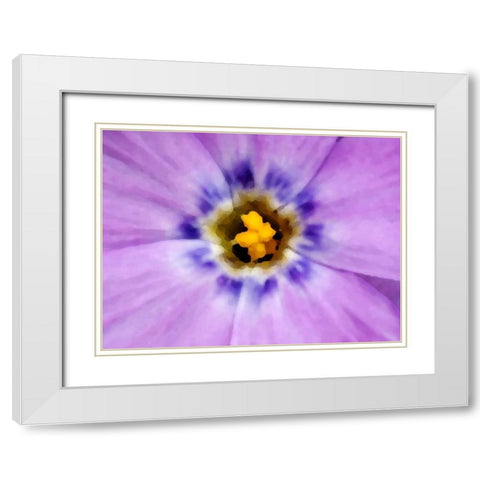 AK, Artic NWR, Abstract Siberian flox flower White Modern Wood Framed Art Print with Double Matting by Kirkland, Dennis