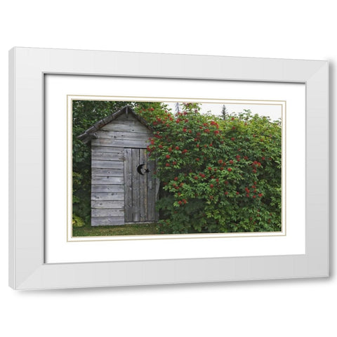AK, Homer An outhouse with elderberries White Modern Wood Framed Art Print with Double Matting by Flaherty, Dennis