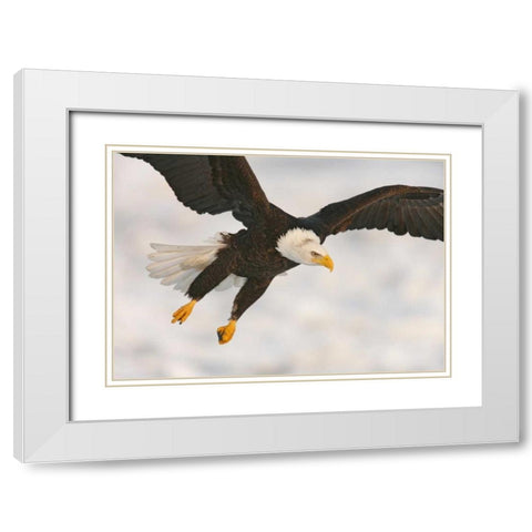 USA, Alaska, Homer Bald eagle in landing posture White Modern Wood Framed Art Print with Double Matting by Morris, Arthur