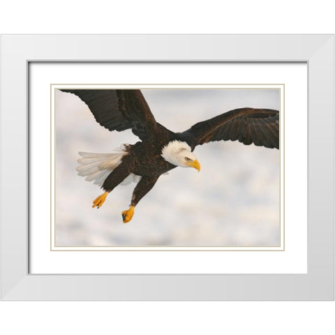 USA, Alaska, Homer Bald eagle in landing posture White Modern Wood Framed Art Print with Double Matting by Morris, Arthur