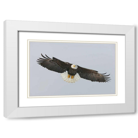 Alaska, Homer Bald eagle flying White Modern Wood Framed Art Print with Double Matting by Morris, Arthur