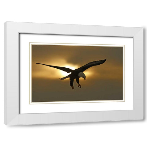 AK, Homer Bald eagle in preparing to land White Modern Wood Framed Art Print with Double Matting by Morris, Arthur