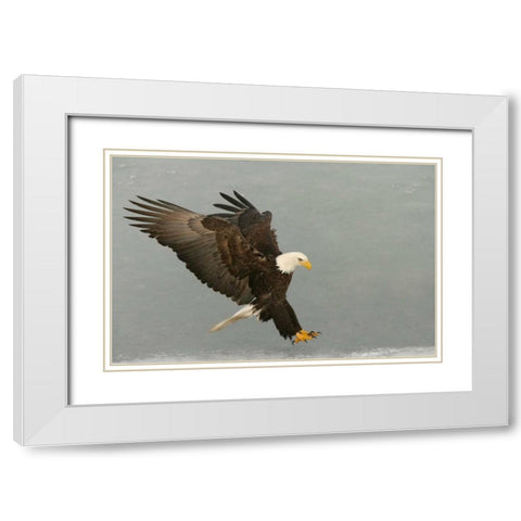 USA, Alaska, Homer Bald eagle in landing posture White Modern Wood Framed Art Print with Double Matting by Morris, Arthur