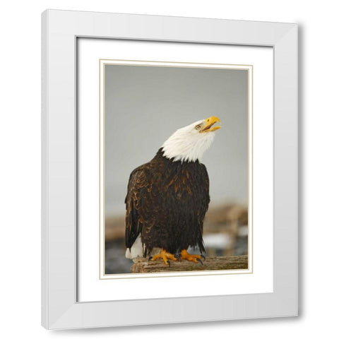 Alaska, Homer Bald eagle sitting on log calling White Modern Wood Framed Art Print with Double Matting by Morris, Arthur