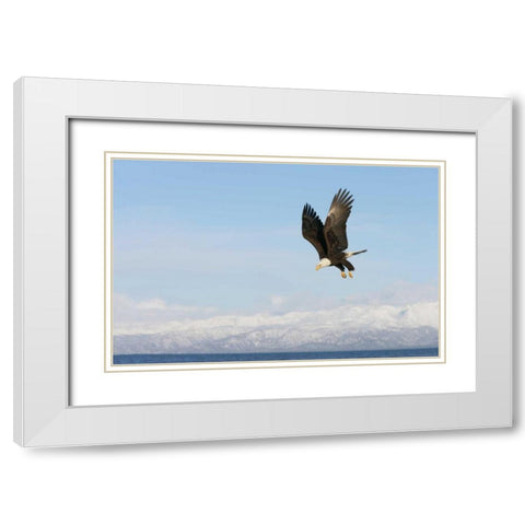 AK, Homer Bald eagle in flight with upbeat wings White Modern Wood Framed Art Print with Double Matting by Morris, Arthur