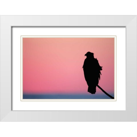 USA, Alaska, Homer Bald eagle resting on limb White Modern Wood Framed Art Print with Double Matting by Morris, Arthur