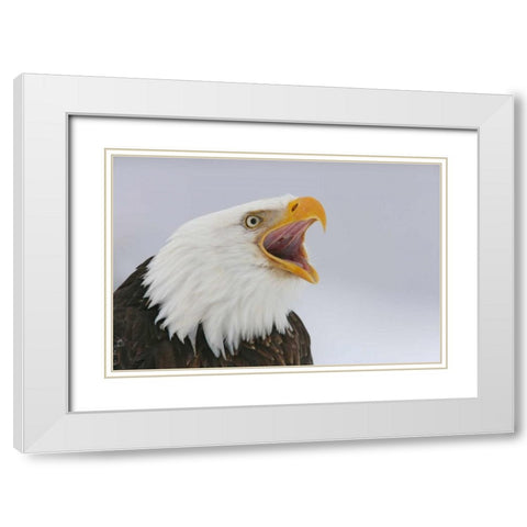 USA, Alaska, Homer Bald eagle screaming White Modern Wood Framed Art Print with Double Matting by Morris, Arthur