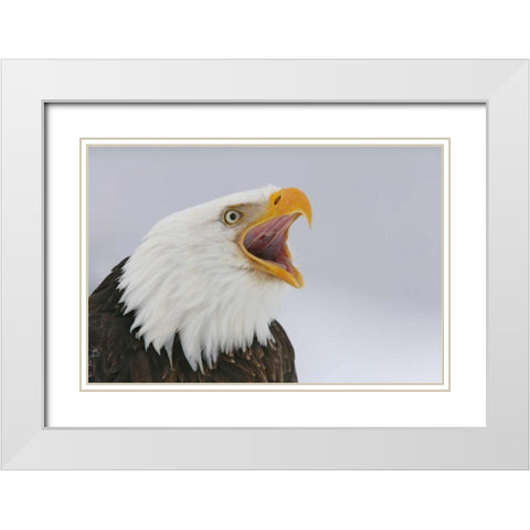 USA, Alaska, Homer Bald eagle screaming White Modern Wood Framed Art Print with Double Matting by Morris, Arthur