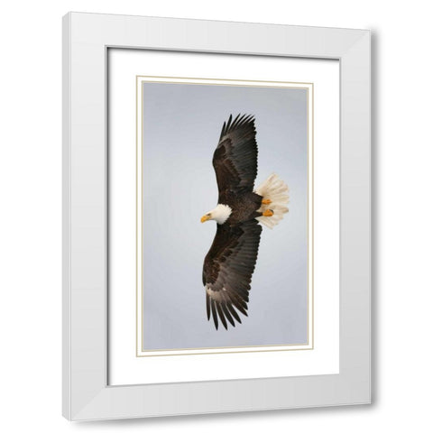Alaska, Homer Bald eagle flying White Modern Wood Framed Art Print with Double Matting by Morris, Arthur