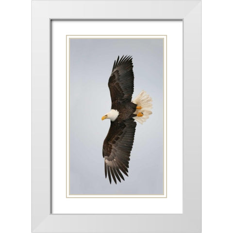 Alaska, Homer Bald eagle flying White Modern Wood Framed Art Print with Double Matting by Morris, Arthur