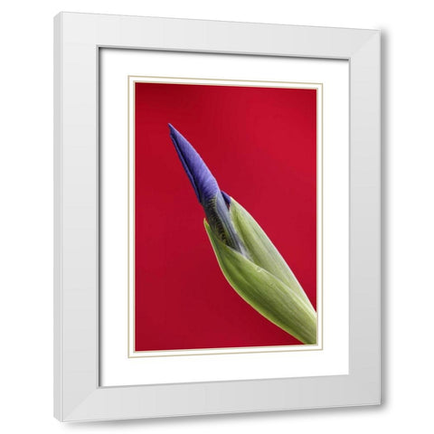 USA, Alaska, Nome Wild iris budding White Modern Wood Framed Art Print with Double Matting by Morris, Arthur