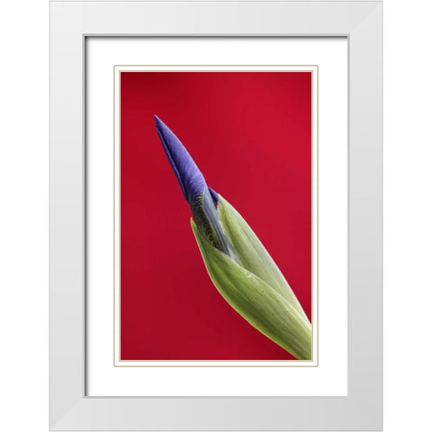 USA, Alaska, Nome Wild iris budding White Modern Wood Framed Art Print with Double Matting by Morris, Arthur