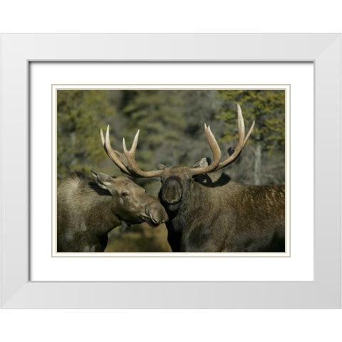 Alaska, Anchorage Male and female moose nuzzle White Modern Wood Framed Art Print with Double Matting by Morris, Arthur