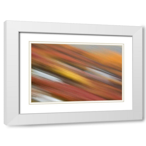 AK, Denali NP Abstract blur of autumn tundra White Modern Wood Framed Art Print with Double Matting by Morris, Arthur