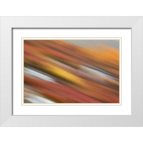 AK, Denali NP Abstract blur of autumn tundra White Modern Wood Framed Art Print with Double Matting by Morris, Arthur