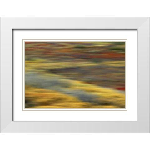AK, Denali NP Abstract blur of autumn tundra White Modern Wood Framed Art Print with Double Matting by Morris, Arthur