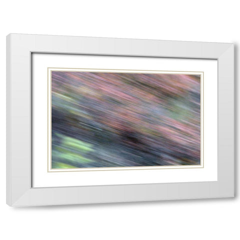 AK, Denali NP Blur of autumn tundra spruce trees White Modern Wood Framed Art Print with Double Matting by Morris, Arthur