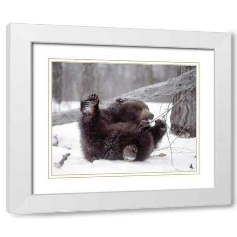 Alaska Grizzly plays with tree branch in winter White Modern Wood Framed Art Print with Double Matting by Zuckerman, Jim