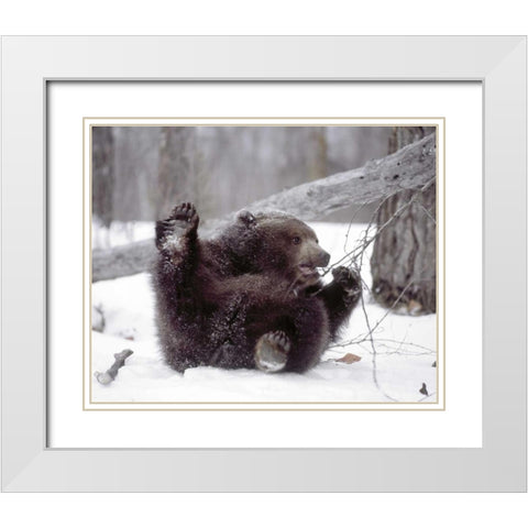 Alaska Grizzly plays with tree branch in winter White Modern Wood Framed Art Print with Double Matting by Zuckerman, Jim