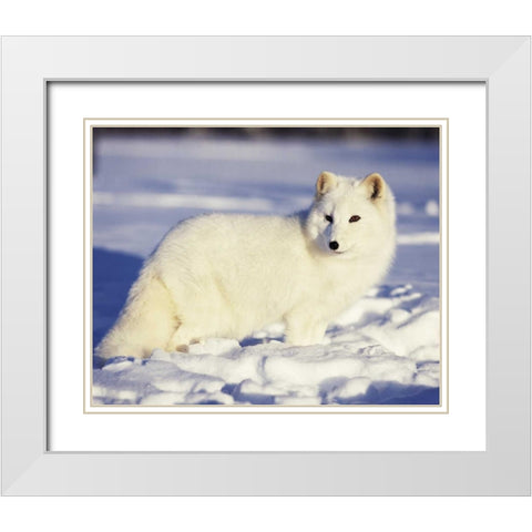 USA, Alaska Arctic fox in winter coat White Modern Wood Framed Art Print with Double Matting by Zuckerman, Jim