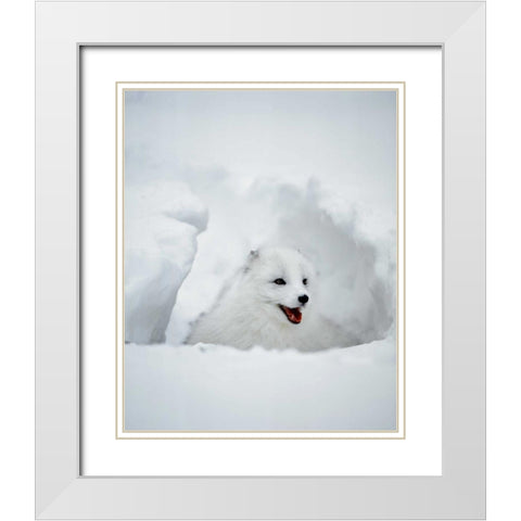 USA, Alaska Arctic fox in winter coat White Modern Wood Framed Art Print with Double Matting by Zuckerman, Jim