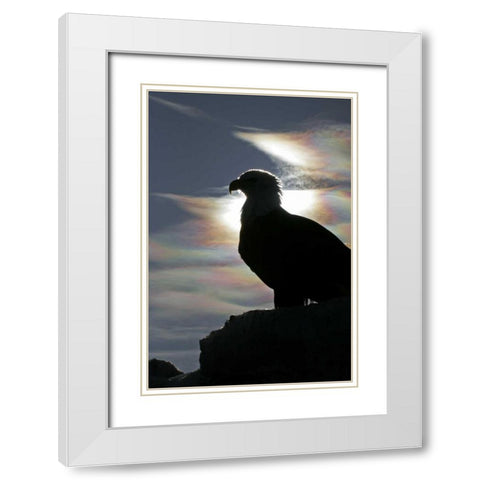 AK, Homer Bald eagle backlit by sunlight White Modern Wood Framed Art Print with Double Matting by Illg, Cathy and Gordon