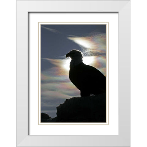 AK, Homer Bald eagle backlit by sunlight White Modern Wood Framed Art Print with Double Matting by Illg, Cathy and Gordon