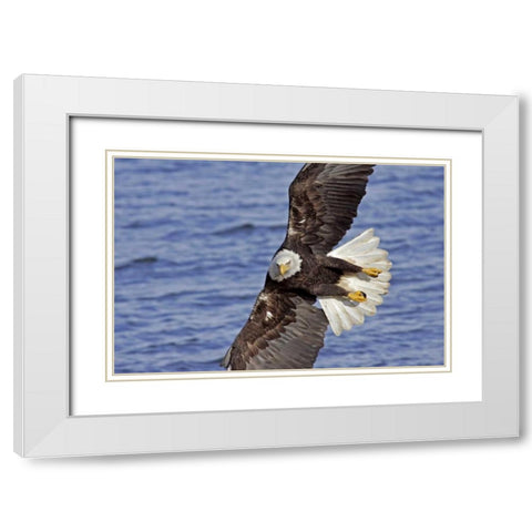 USA, Alaska, Homer Bald eagle diving above water White Modern Wood Framed Art Print with Double Matting by Illg, Cathy and Gordon