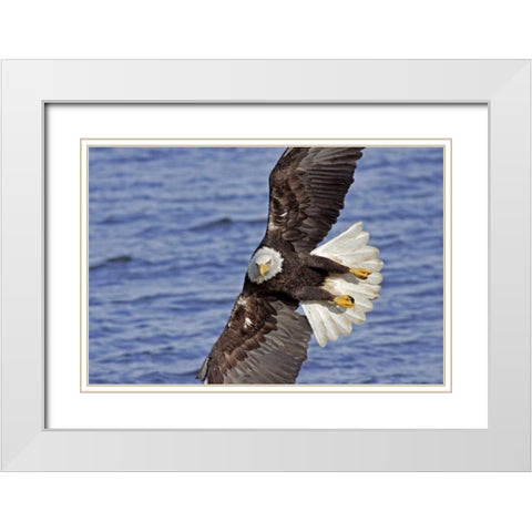 USA, Alaska, Homer Bald eagle diving above water White Modern Wood Framed Art Print with Double Matting by Illg, Cathy and Gordon