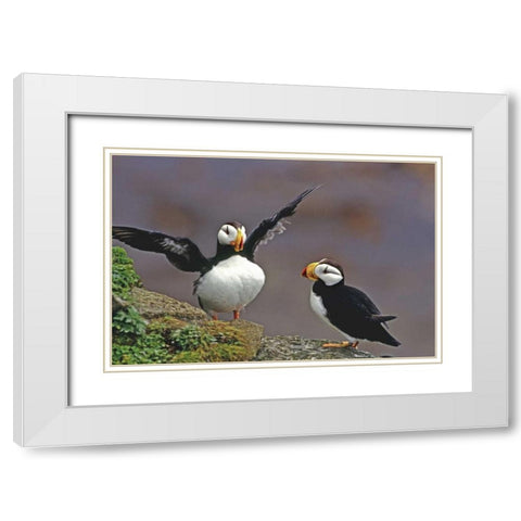 AK, St George Isl Horned puffins interacting White Modern Wood Framed Art Print with Double Matting by Welling, Dave