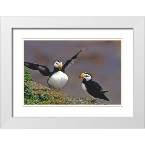 AK, St George Isl Horned puffins interacting White Modern Wood Framed Art Print with Double Matting by Welling, Dave