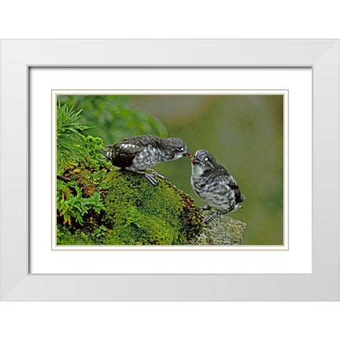 AK, Pribilof Isl, St George Least auklet Pair White Modern Wood Framed Art Print with Double Matting by Welling, Dave