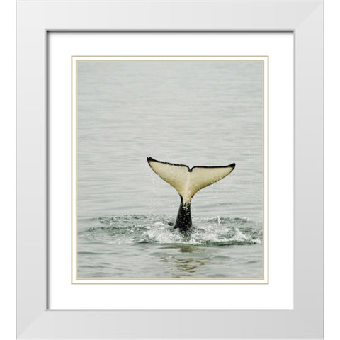 USA, Alaska, Inside Passage Tail of diving orca White Modern Wood Framed Art Print with Double Matting by Rotenberg, Nancy