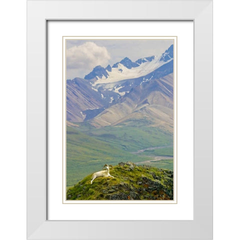 AK, Denali NP, Polychrome Pass Dall sheep ram White Modern Wood Framed Art Print with Double Matting by Lord, Fred