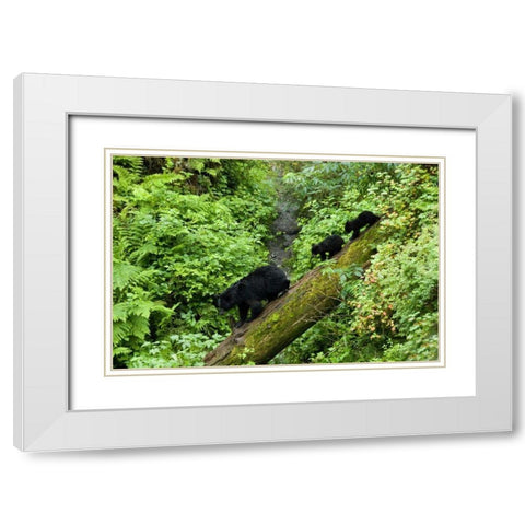 USA, Alaska Black bear cubs follow mother on log White Modern Wood Framed Art Print with Double Matting by Rotenberg, Nancy
