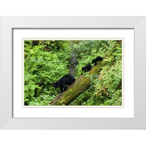 USA, Alaska Black bear cubs follow mother on log White Modern Wood Framed Art Print with Double Matting by Rotenberg, Nancy